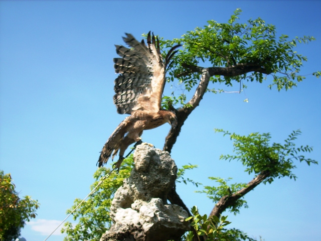 Chim[-]lạ[-]nghi[-]là[-]đại[-]bàng[-]núi.
